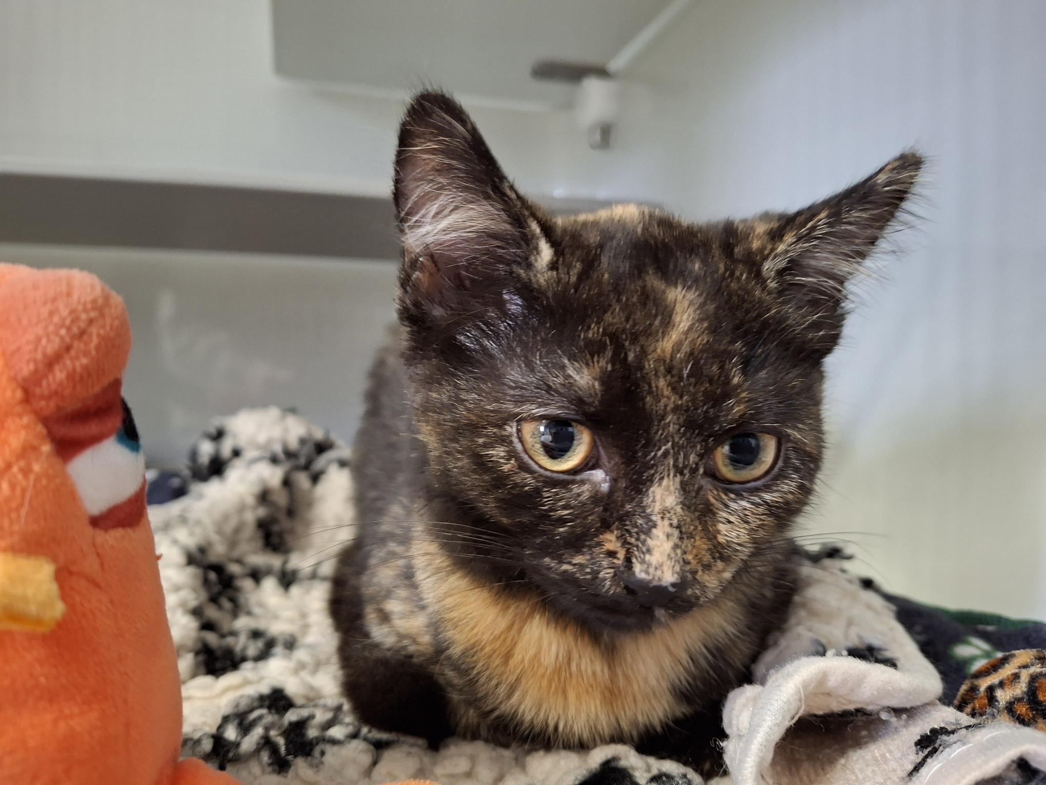 Maxi_20250921_133126.jpg Maxi_20250921_133126.jpg