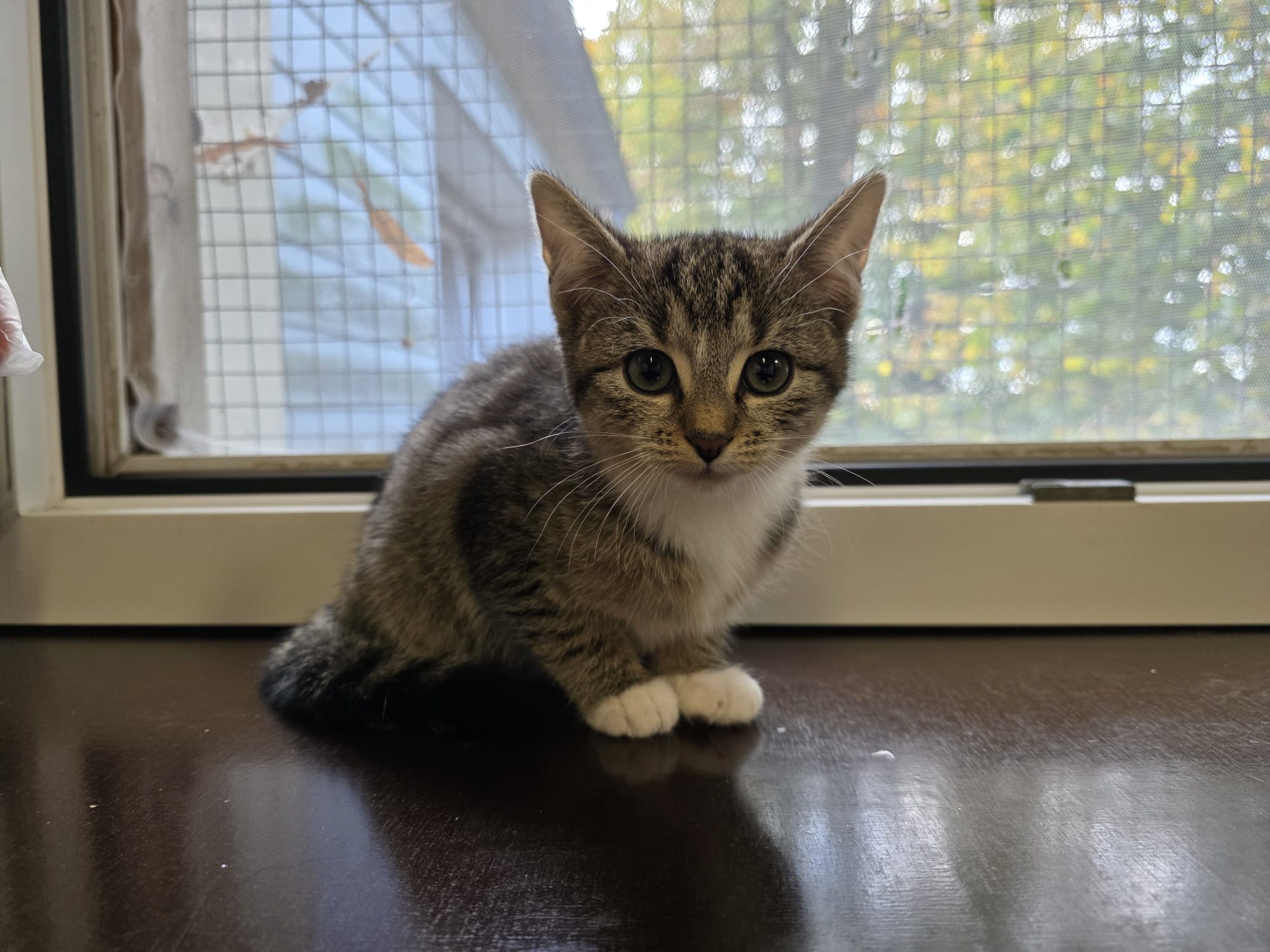 Poppy.jpeg Poppy.jpeg