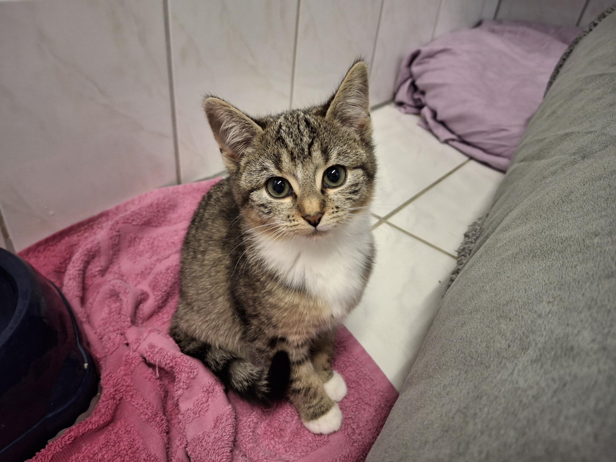 Poppy_20251026_140828.jpg Poppy_20251026_140828.jpg