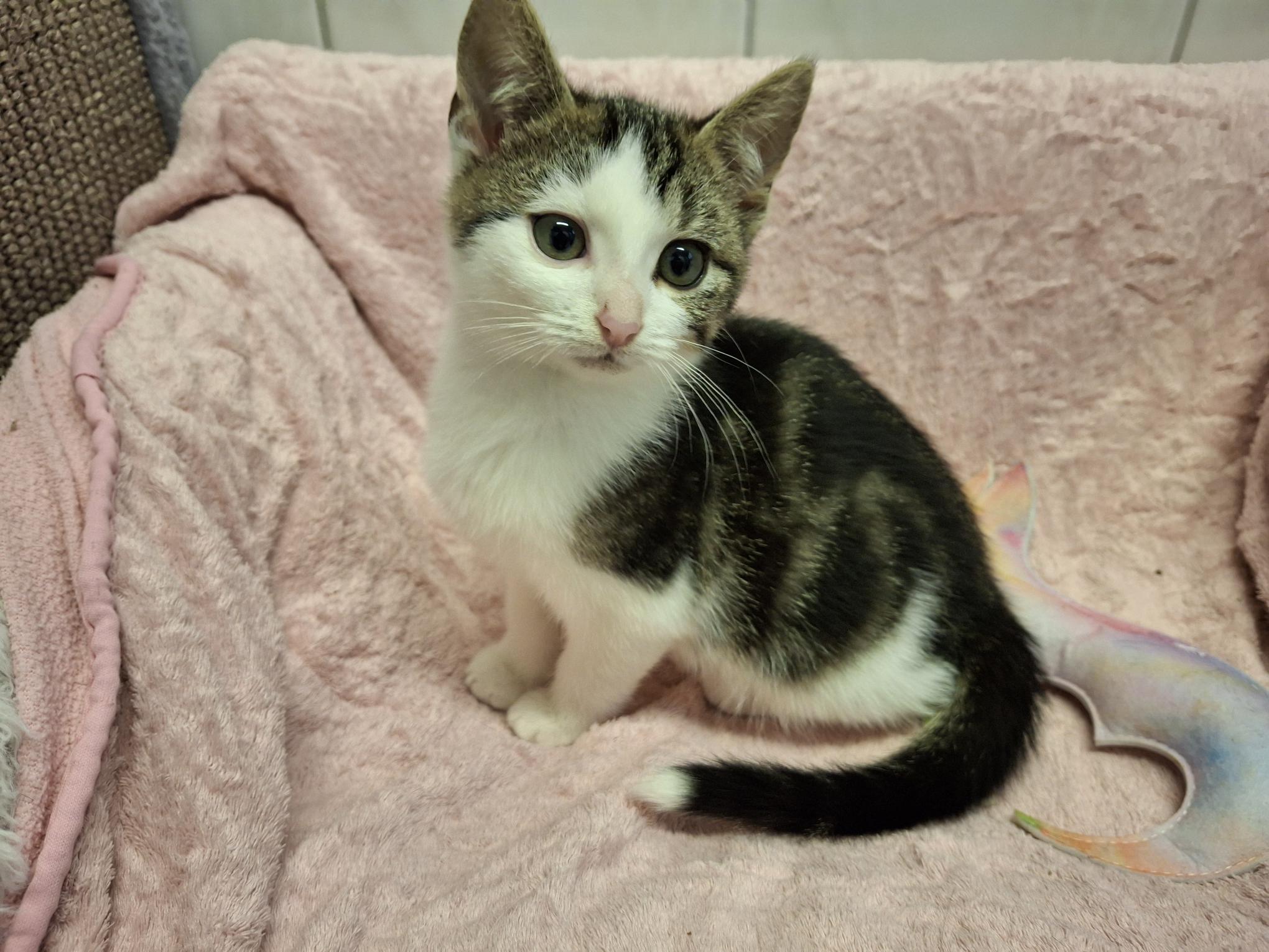 Skipper_20251026_140538.jpg Skipper_20251026_140538.jpg