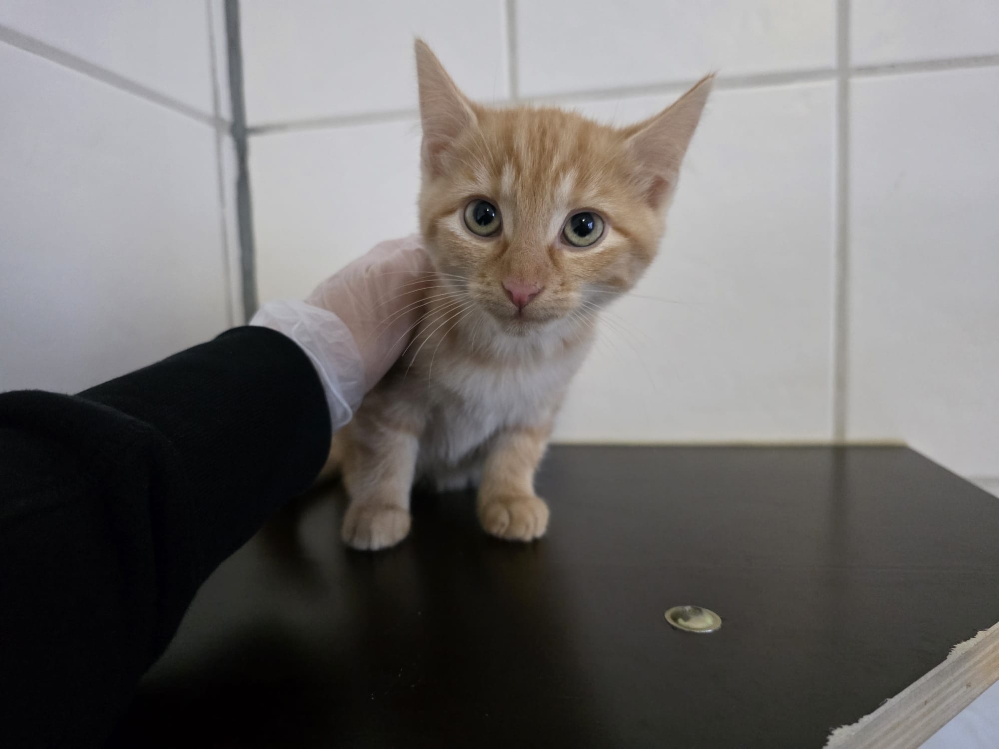 Buddy.jpeg Buddy.jpeg