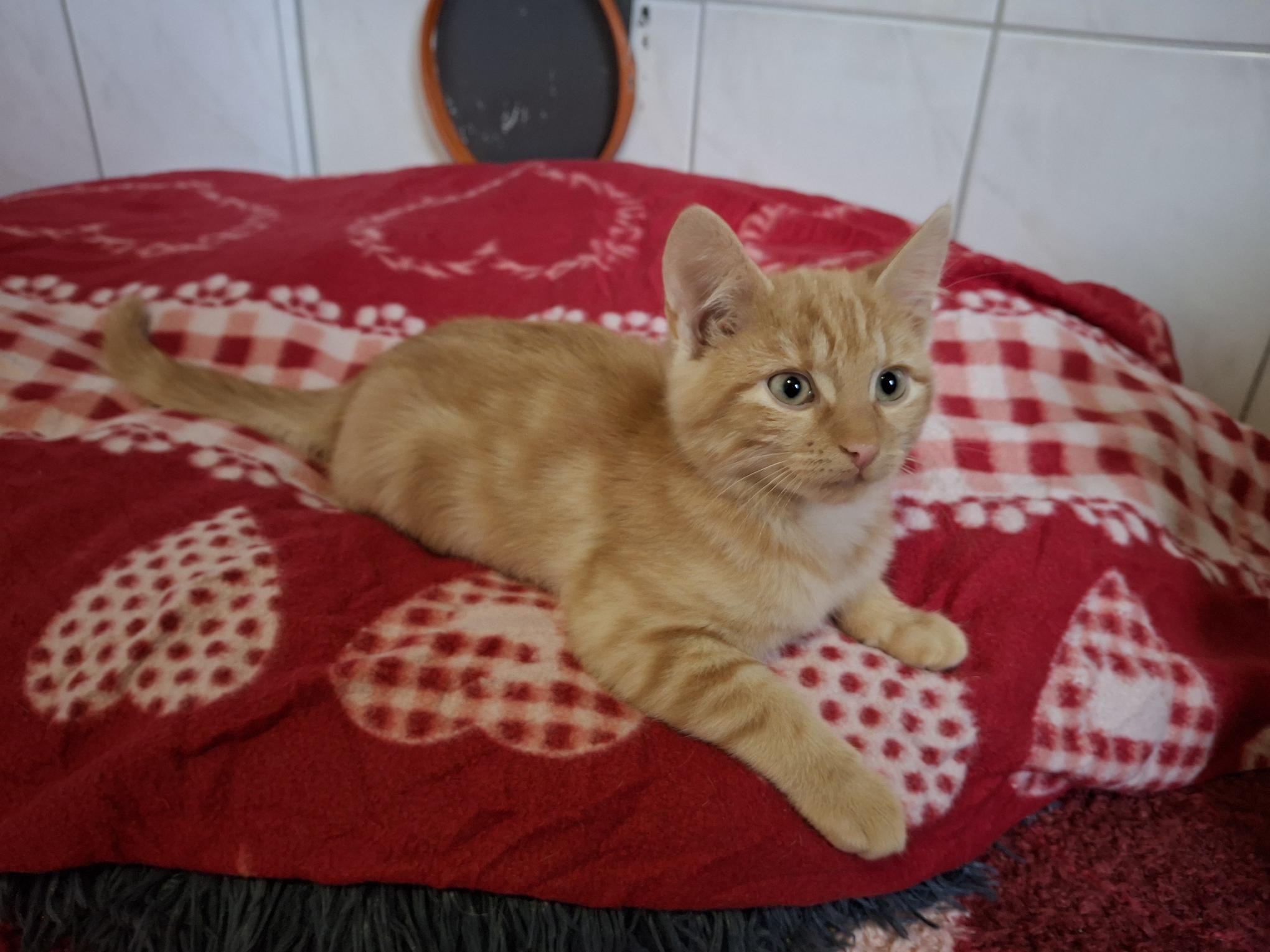 Buddy_20251026_135746.jpg Buddy_20251026_135746.jpg