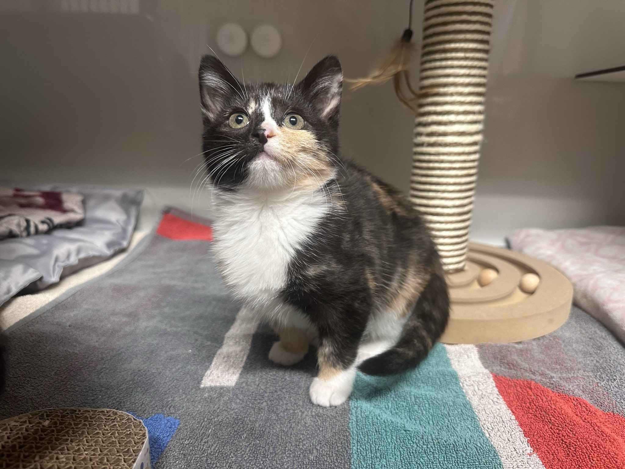 Josi_signal-2025-10-27-12-32-09-320.jpg Josi_signal-2025-10-27-12-32-09-320.jpg