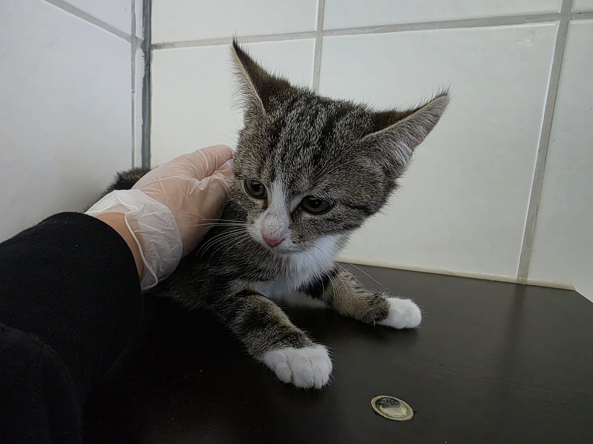 Milli.jpeg Milli.jpeg