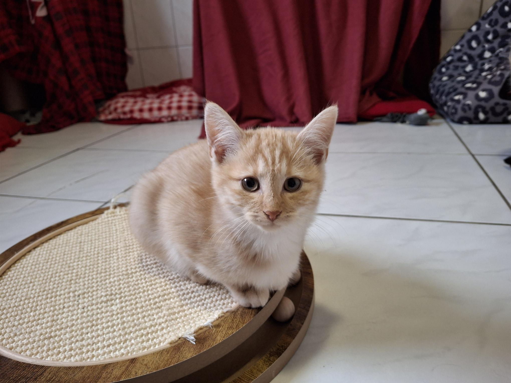 Milo_20251026_135547.jpg Milo_20251026_135547.jpg