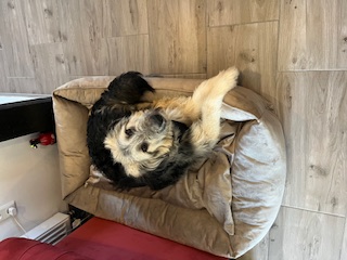 Barnie_IMG_8864.jpg