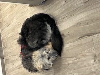 Barnie_IMG_8926.jpg