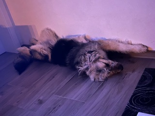 Barnie_IMG_8979.jpg