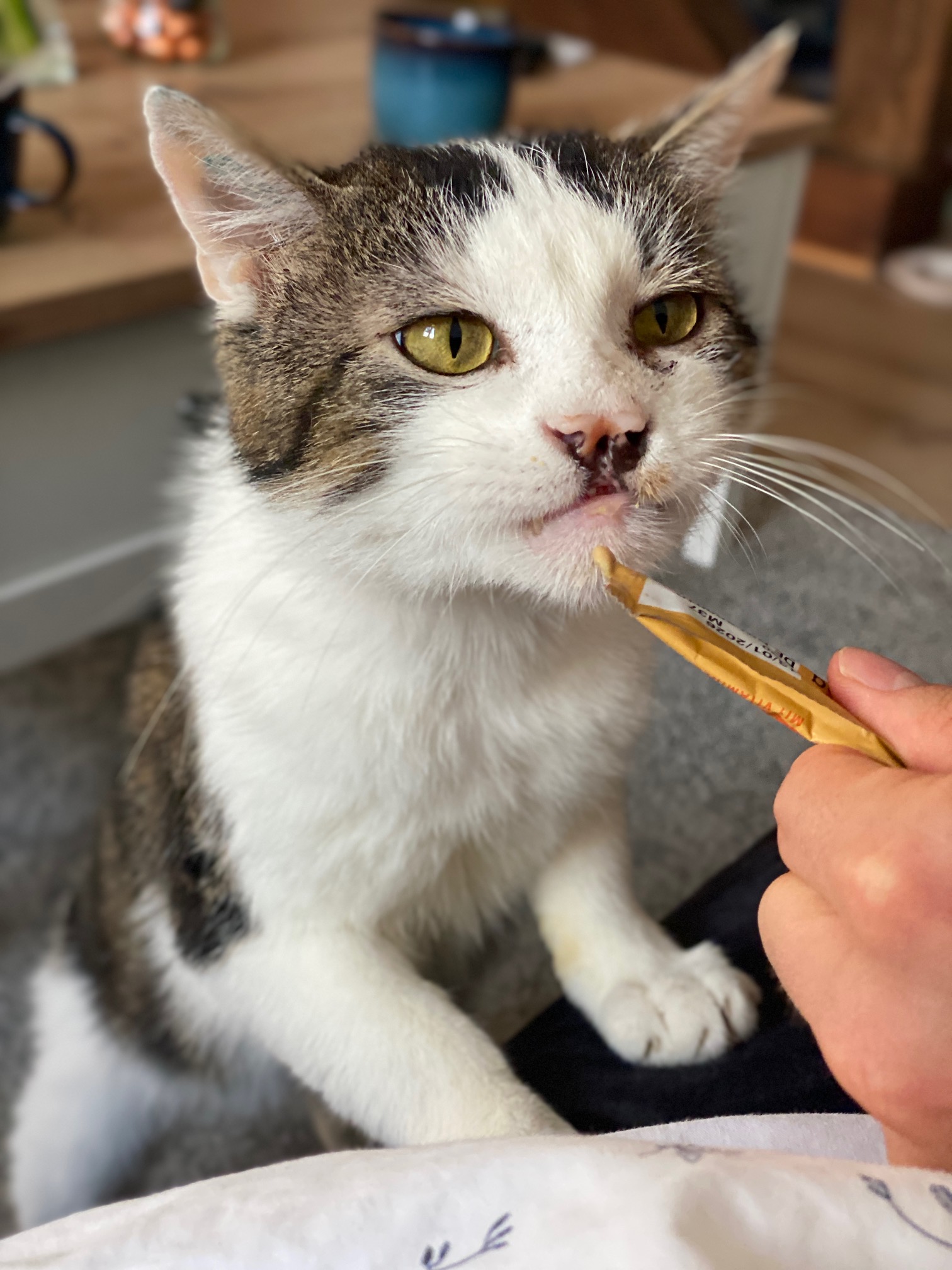 Chester_2.jpg