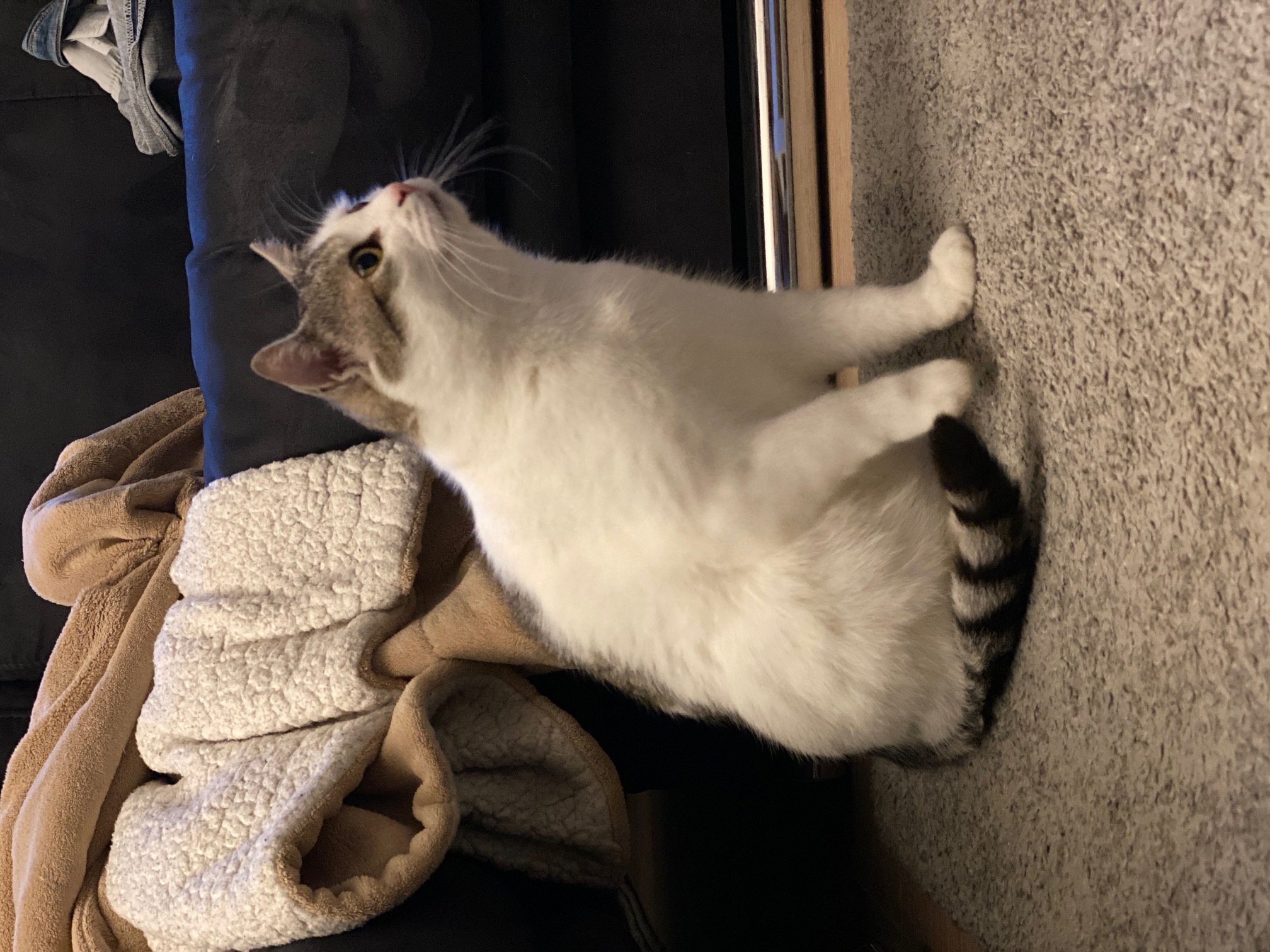 Chester_3.jpg