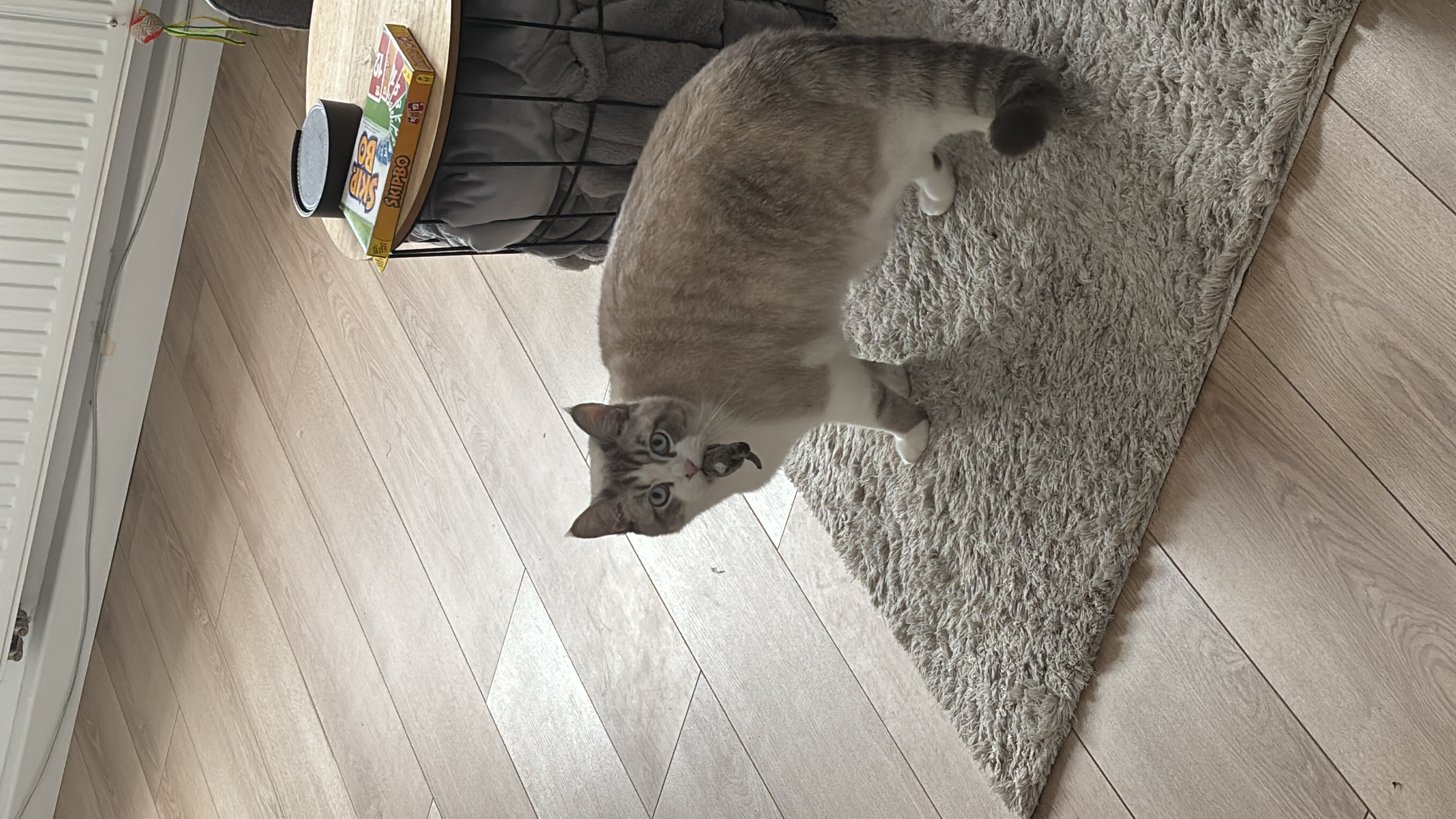 Hugo_image_6209779.JPG
