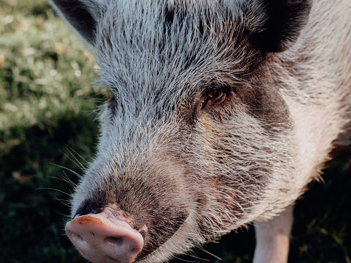 Tierheim Wipperfürth - Tierschutz mit ganz viel Herz