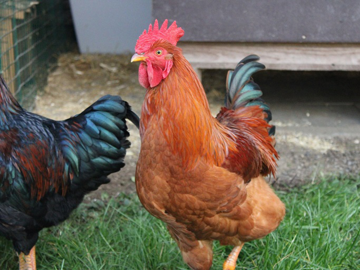 tierheim-wipperfuerth-unsere-ehemaligen-januar-2021-15.jpg tierheim-wipperfuerth-unsere-ehemaligen-januar-2021-15.jpg