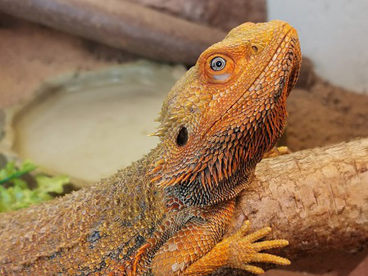tierheim-wipperfuerth-unsere-ehemaligen-februar-2021-1.jpg tierheim-wipperfuerth-unsere-ehemaligen-februar-2021-1.jpg