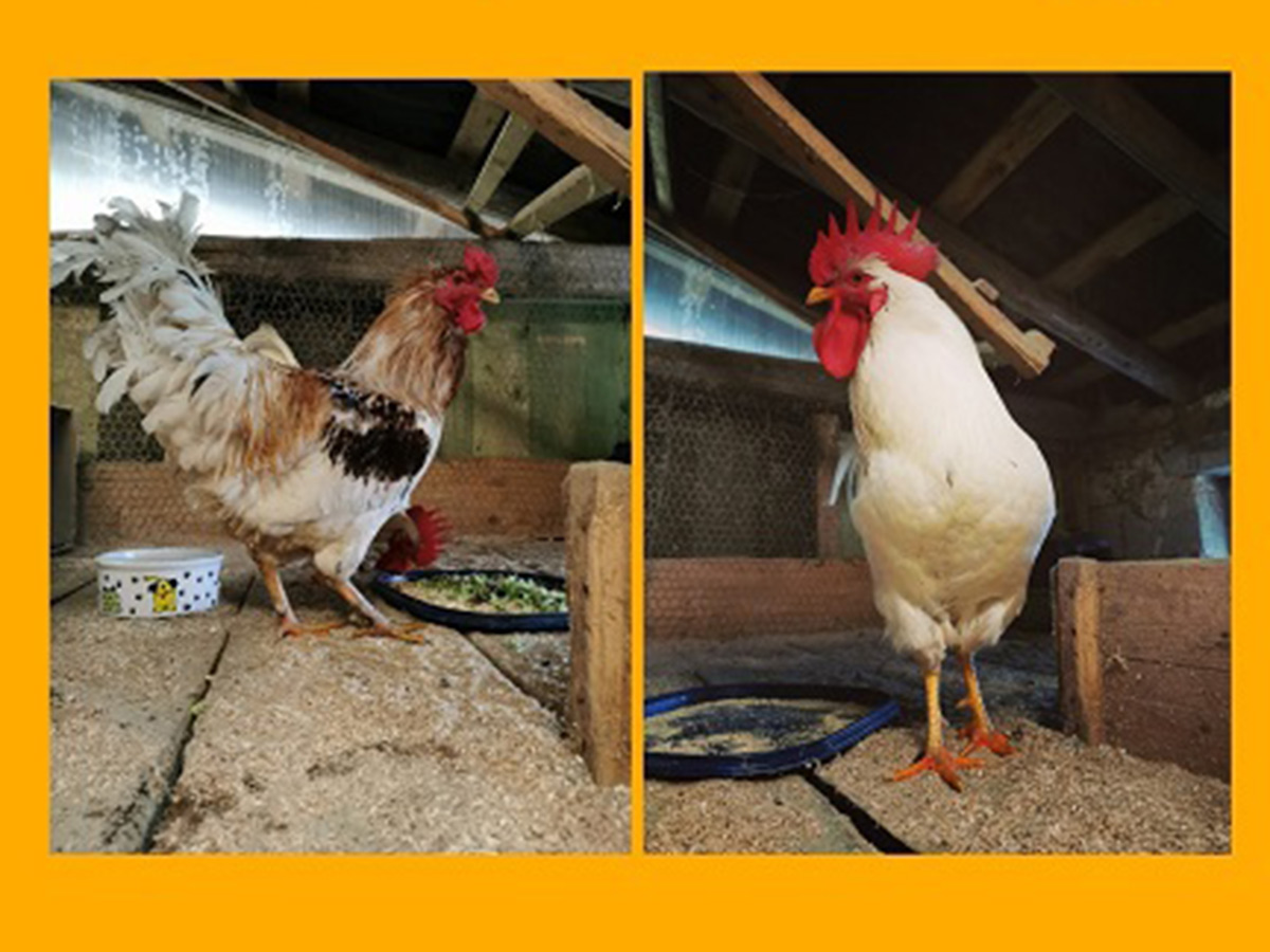 tierheim-wipperfuerth-unsere-ehemaligen-februar-2021-4.jpg tierheim-wipperfuerth-unsere-ehemaligen-februar-2021-4.jpg