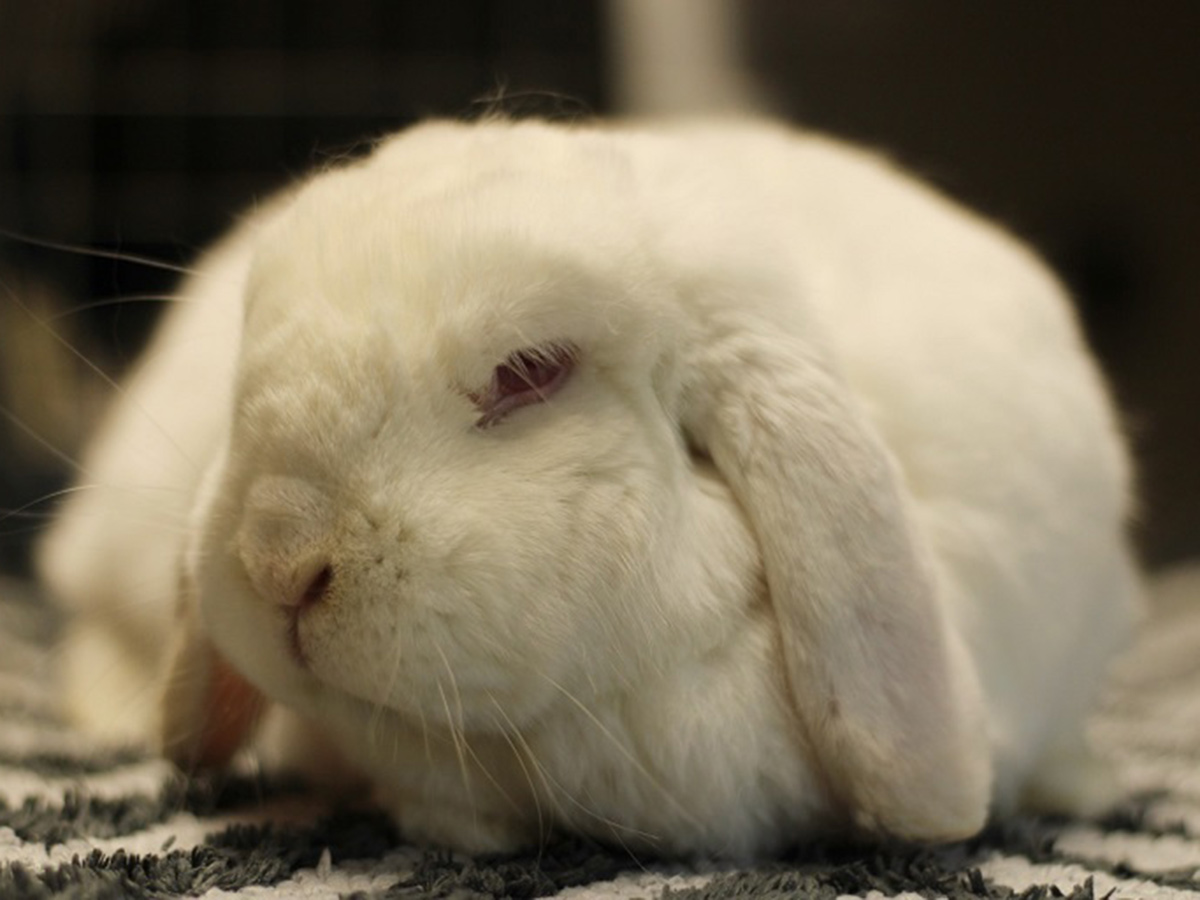 tierheim-wipperfuerth-unsere-ehemaligen-maerz-2021-1.jpg tierheim-wipperfuerth-unsere-ehemaligen-maerz-2021-1.jpg
