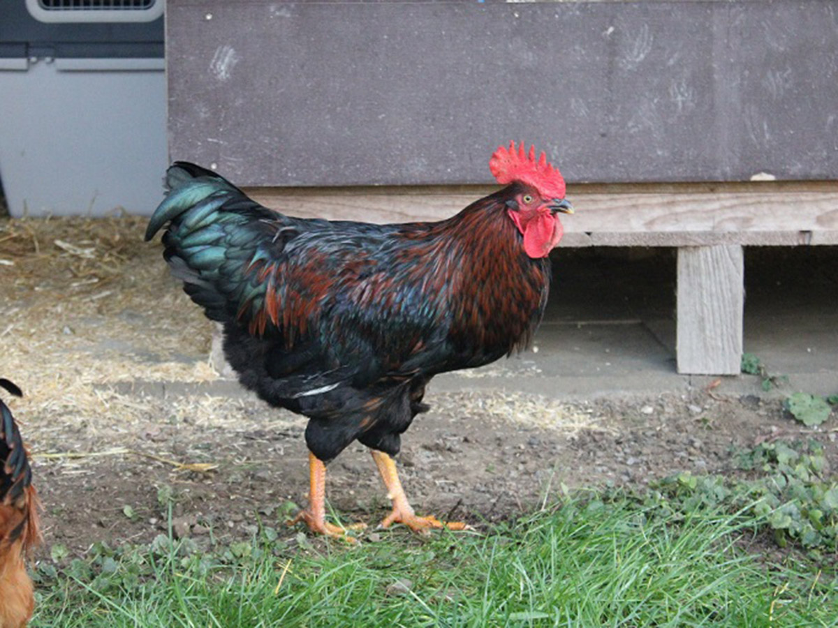 tierheim-wipperfuerth-unsere-ehemaligen-maerz-2021-6.jpg tierheim-wipperfuerth-unsere-ehemaligen-maerz-2021-6.jpg