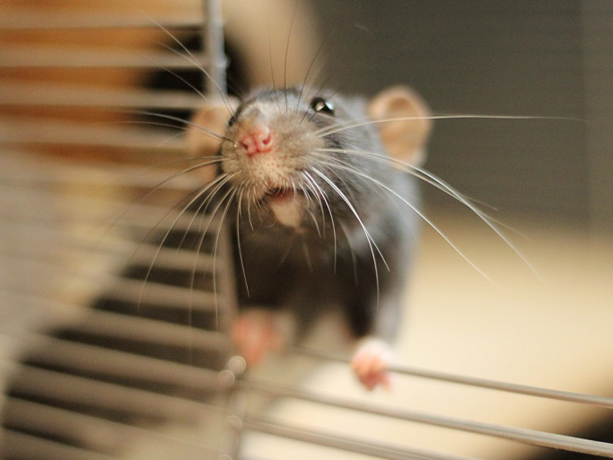 tierheim-wipperfuerth-unsere-ehemaligen-mai-2021-8.jpg tierheim-wipperfuerth-unsere-ehemaligen-mai-2021-8.jpg