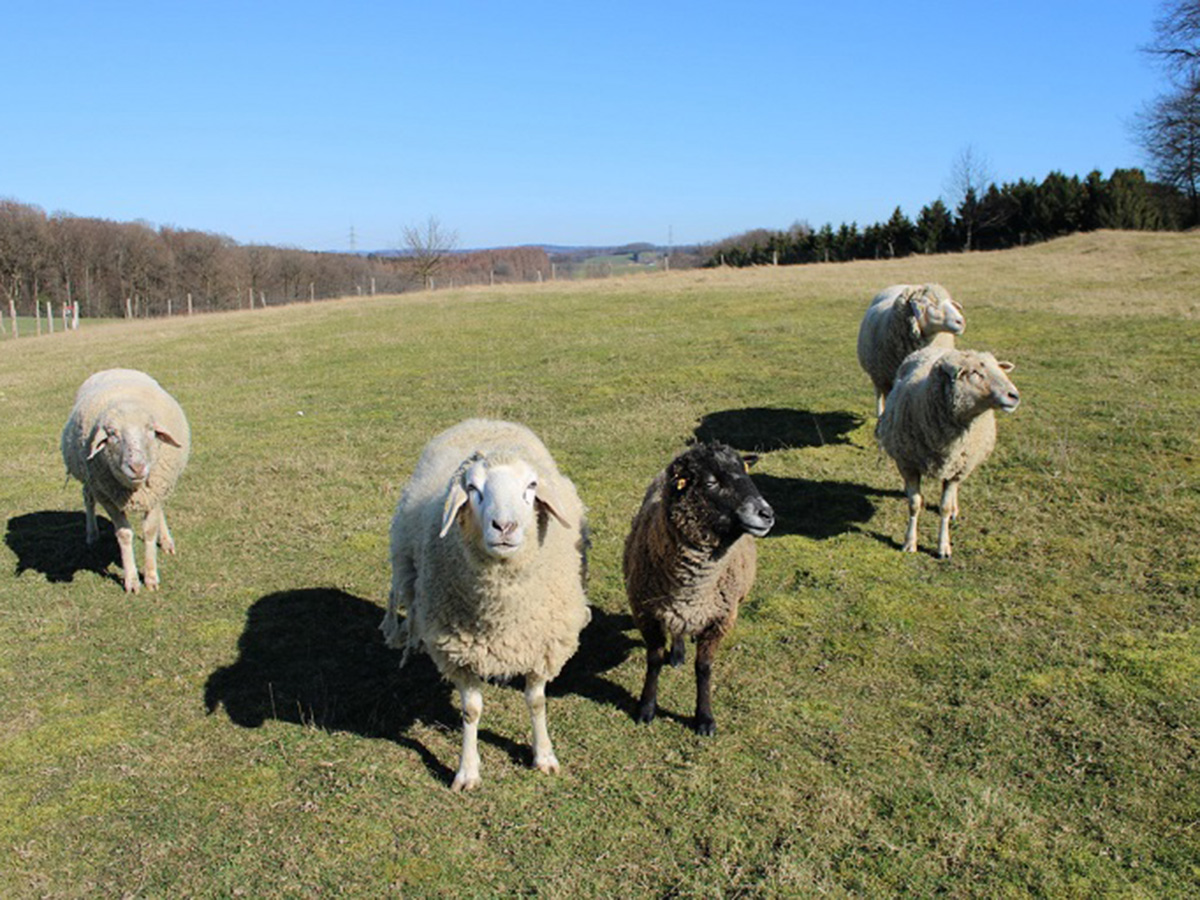 tierheim-wipperfuerth-unsere-grosstiere-unsere-schafe.jpg