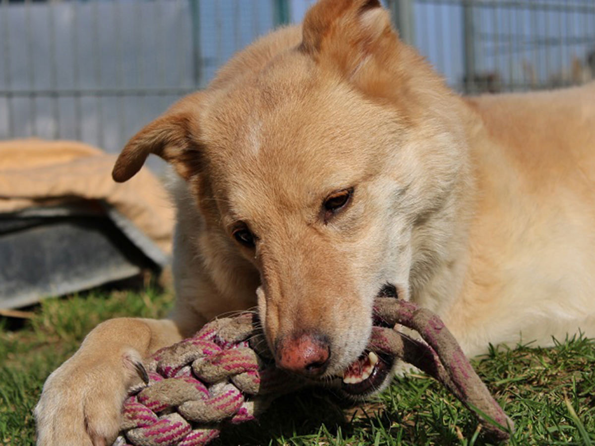 tierheim-wipperfuerth-unsere-hunde-lucky-2.jpg