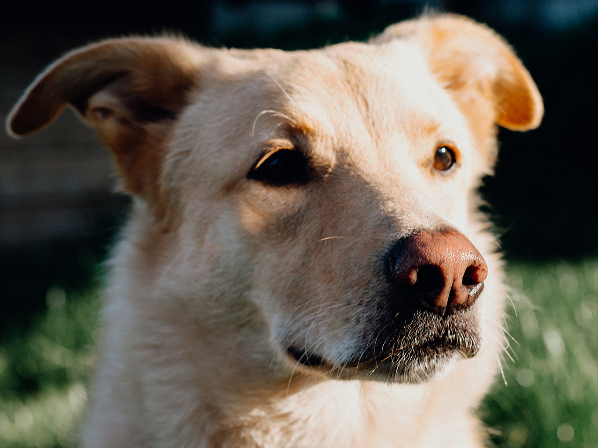 tierheim-wipperfuerth-unsere-hunde-lucky.jpg tierheim-wipperfuerth-unsere-hunde-lucky.jpg