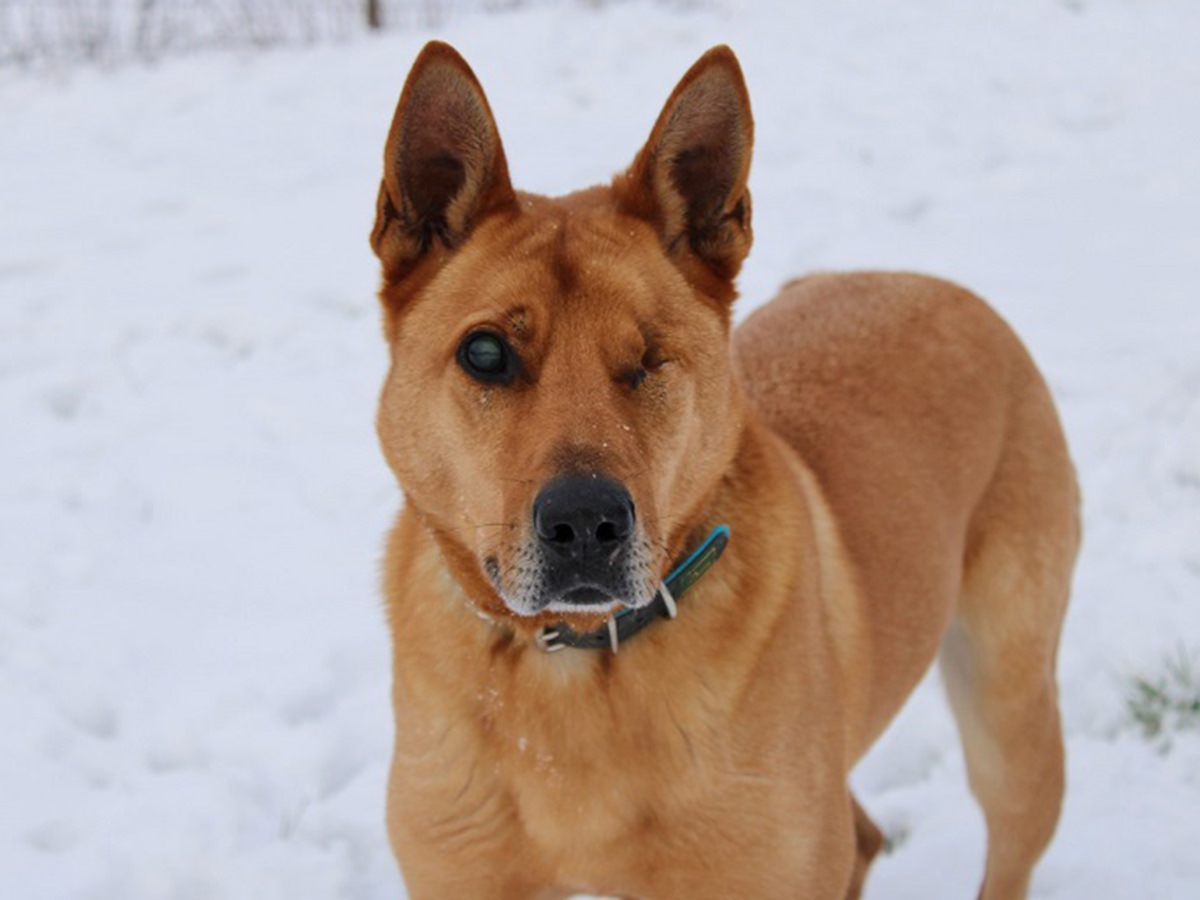 tierheim-wipperfuerth-unsere-hunde-blinder-moses.jpg