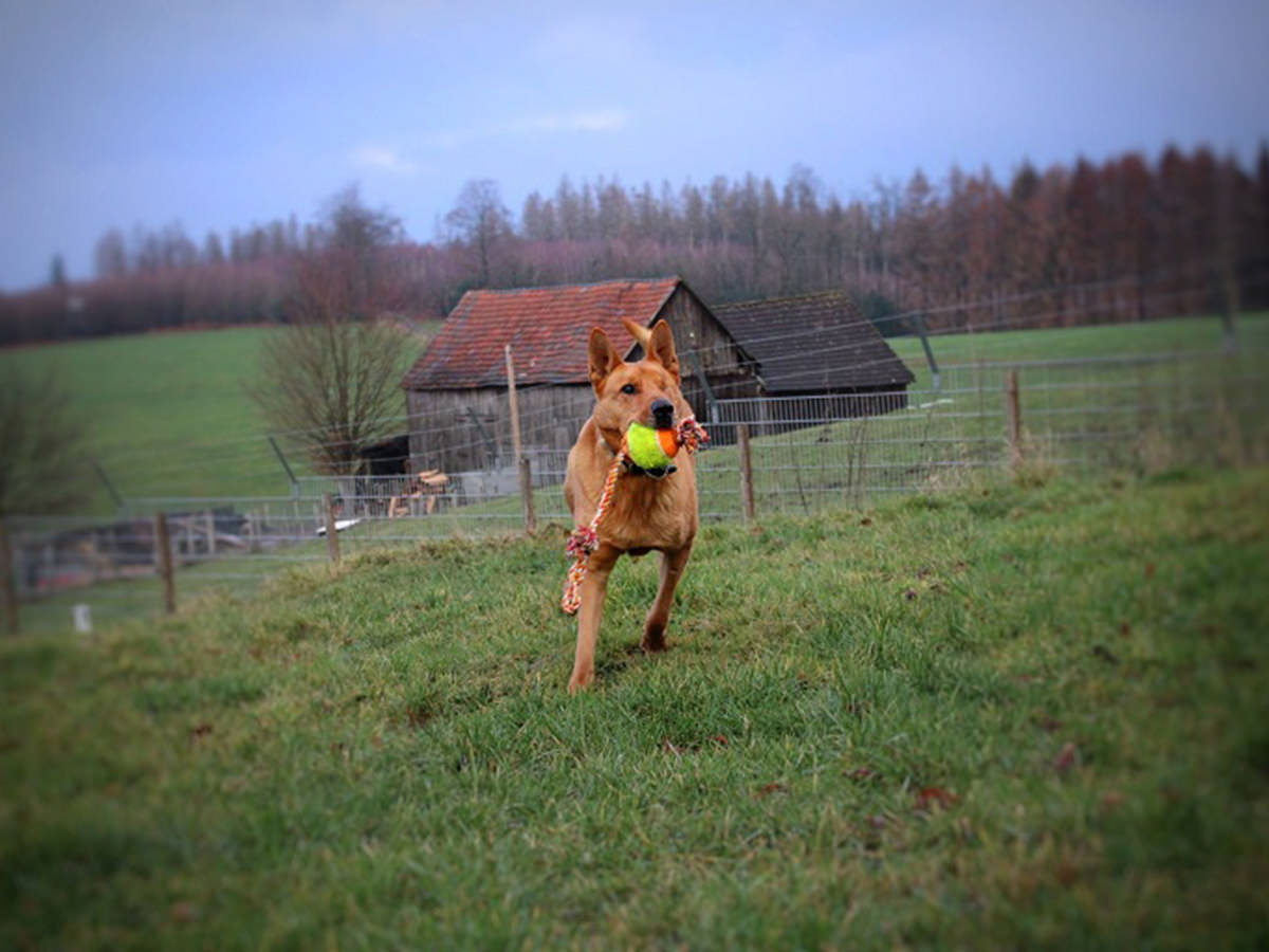 tierheim-wipperfuerth-unsere-hunde-moses-2.jpg tierheim-wipperfuerth-unsere-hunde-moses-2.jpg