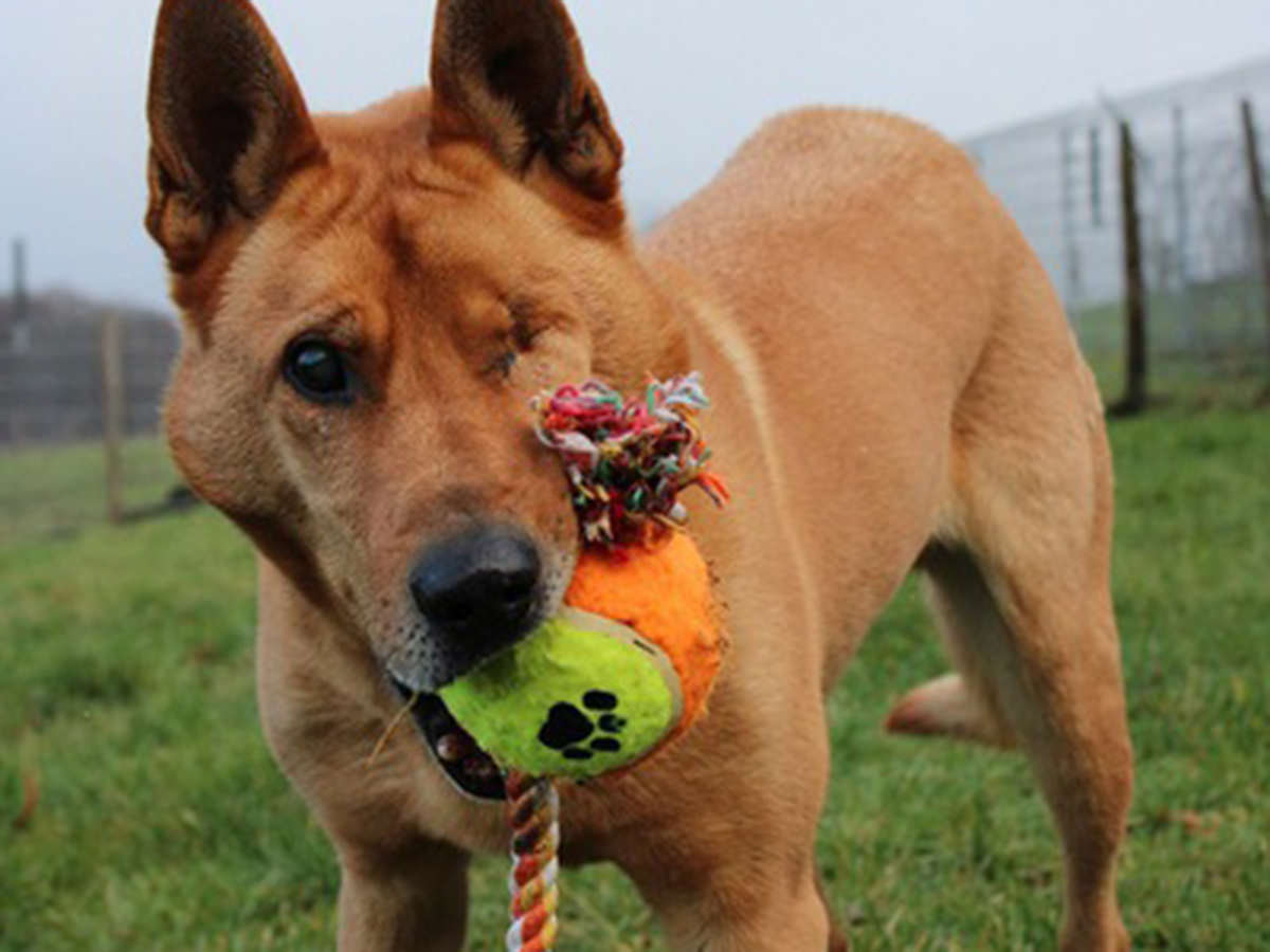 tierheim-wipperfuerth-unsere-hunde-moses-3.jpg tierheim-wipperfuerth-unsere-hunde-moses-3.jpg