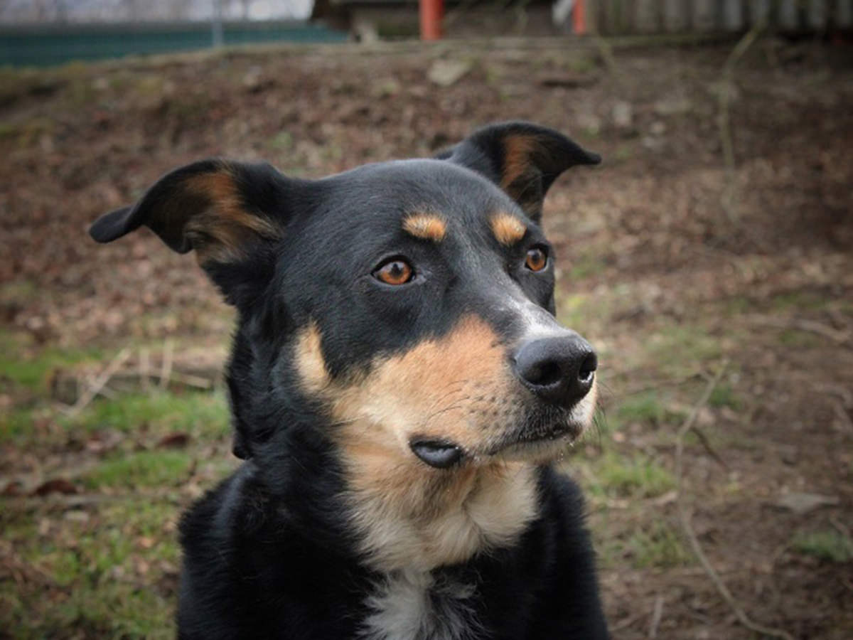 tierheim-wipperfuerth-unsere-hunde-ben-1.jpg tierheim-wipperfuerth-unsere-hunde-ben-1.jpg