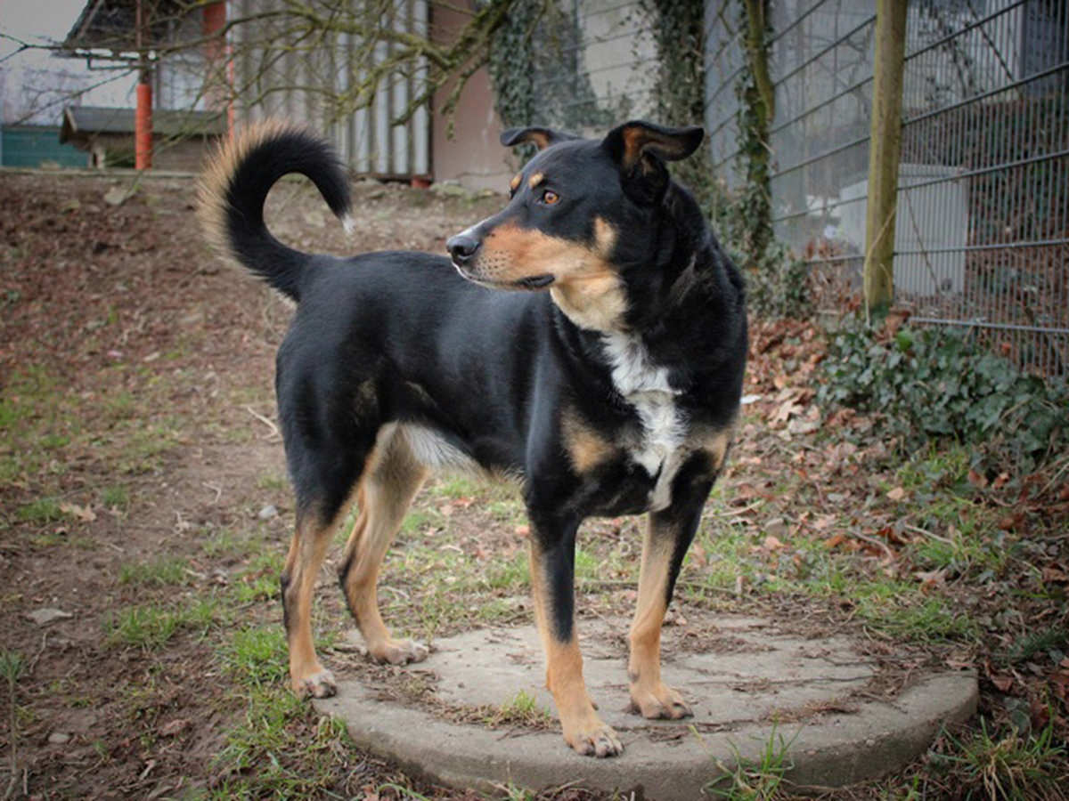 tierheim-wipperfuerth-unsere-hunde-ben-2.jpg tierheim-wipperfuerth-unsere-hunde-ben-2.jpg