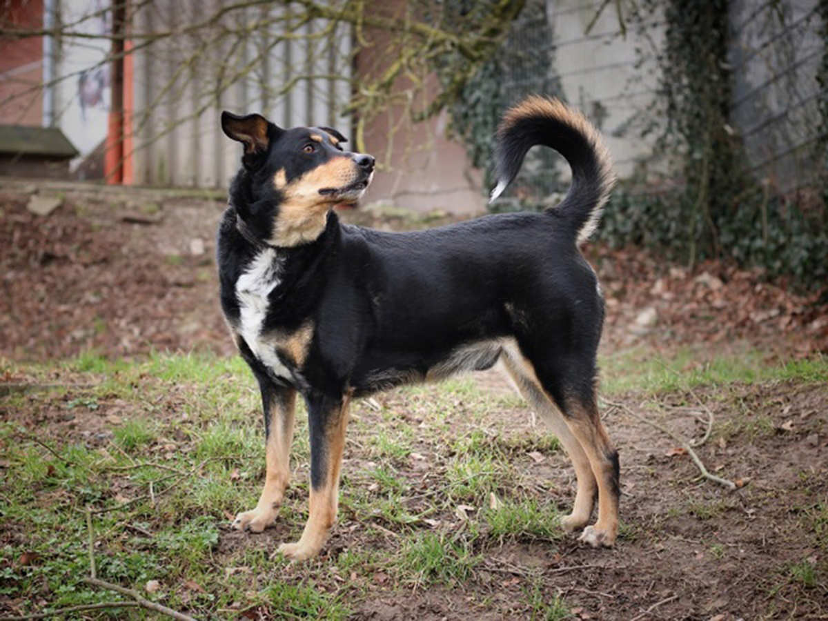 tierheim-wipperfuerth-unsere-hunde-ben-4.jpg tierheim-wipperfuerth-unsere-hunde-ben-4.jpg