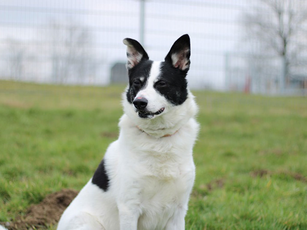 tierheim-wipperfuerth-unsere-hunde-bobby-1.jpg tierheim-wipperfuerth-unsere-hunde-bobby-1.jpg