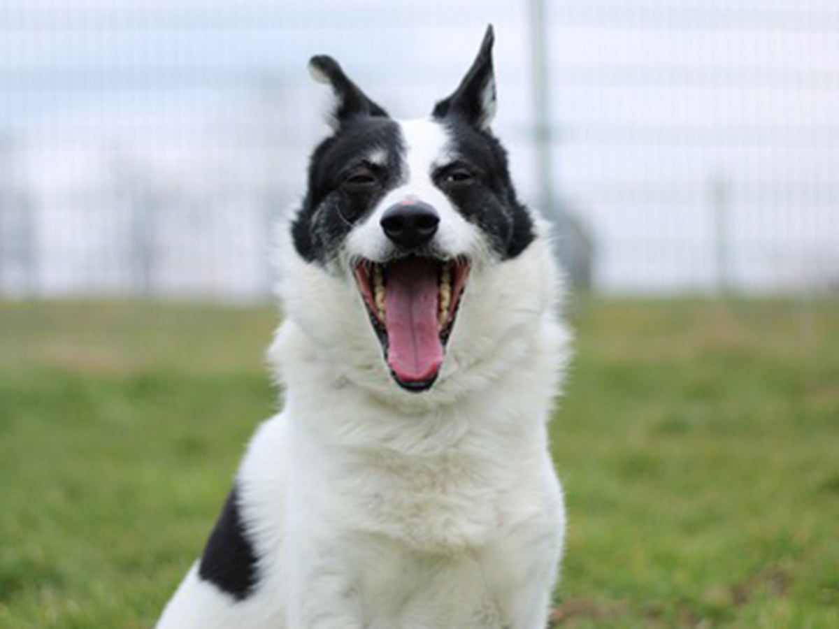 tierheim-wipperfuerth-unsere-hunde-bobby-2.jpg tierheim-wipperfuerth-unsere-hunde-bobby-2.jpg