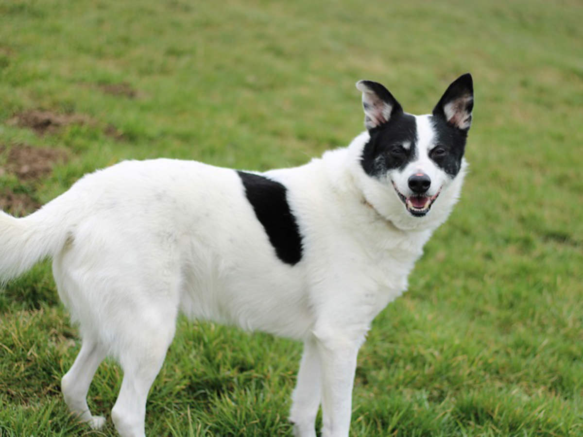 tierheim-wipperfuerth-unsere-hunde-bobby-3.jpg tierheim-wipperfuerth-unsere-hunde-bobby-3.jpg