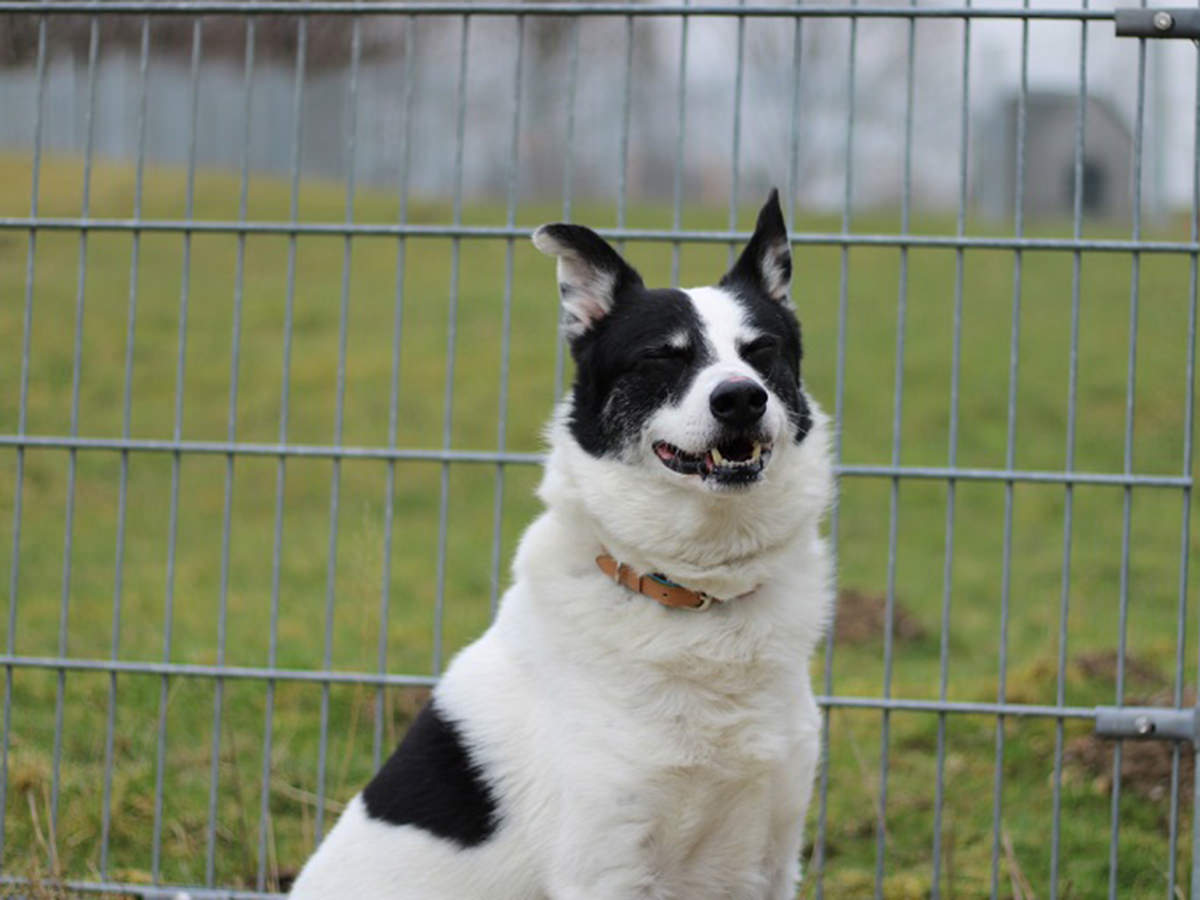 tierheim-wipperfuerth-unsere-hunde-bobby-4.jpg tierheim-wipperfuerth-unsere-hunde-bobby-4.jpg