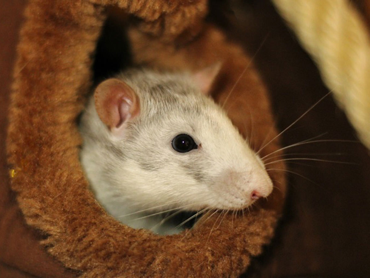 tierheim-wipperfuerth-unsere-kleintiere-ratten-1.jpg tierheim-wipperfuerth-unsere-kleintiere-ratten-1.jpg
