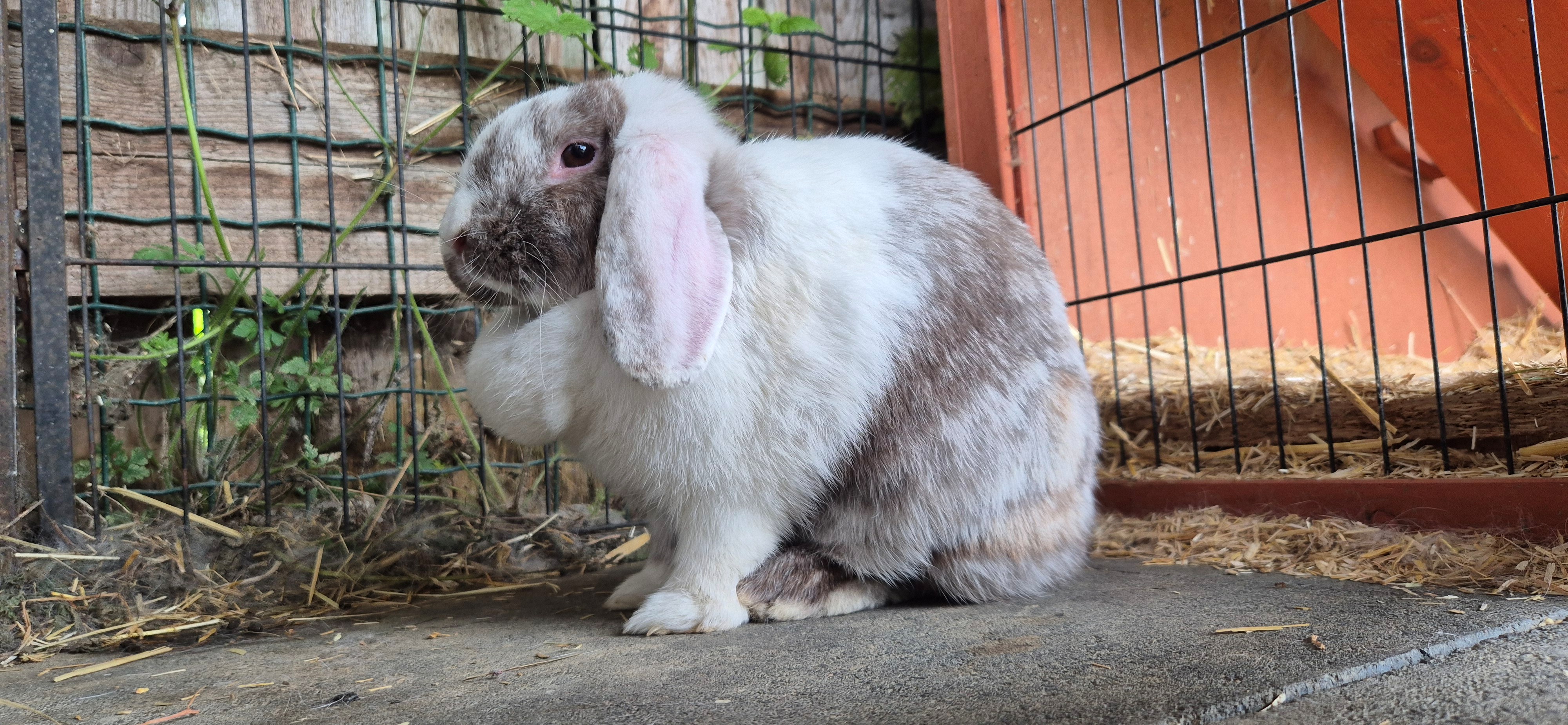 Blümchen.jpg
